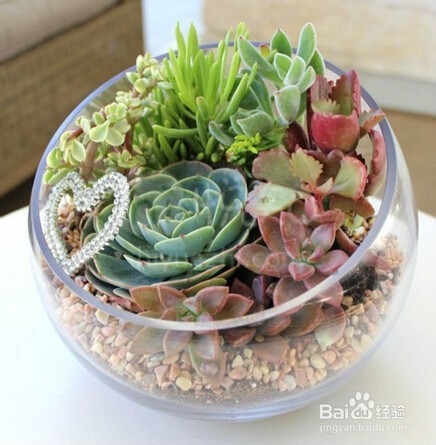 自己打造多肉植物景观