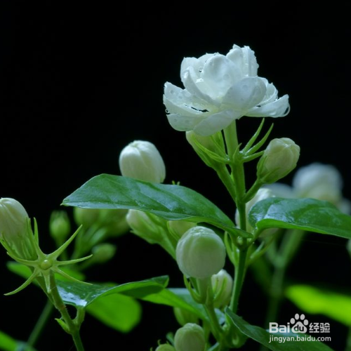 养的茉莉叶子发黄怎么办