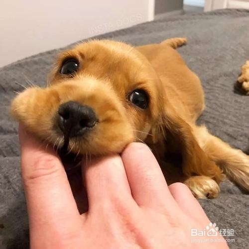 狗狗狂犬病的认识及预防措施