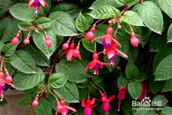 倒挂金钟的养殖方法和注意事项有哪些?