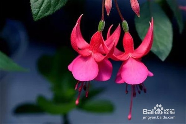 倒挂金钟的养殖方法和注意事项有什么?