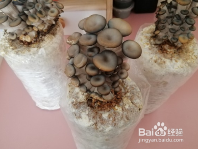 蘑菇藕片炒鸡蛋的做法