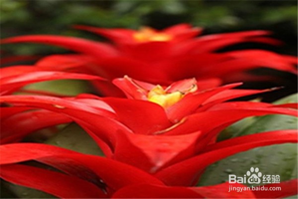 鸿运当头的养殖方法和注意事项都有哪些?