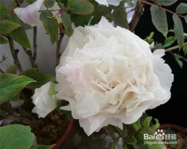 牡丹夏天怎么维护