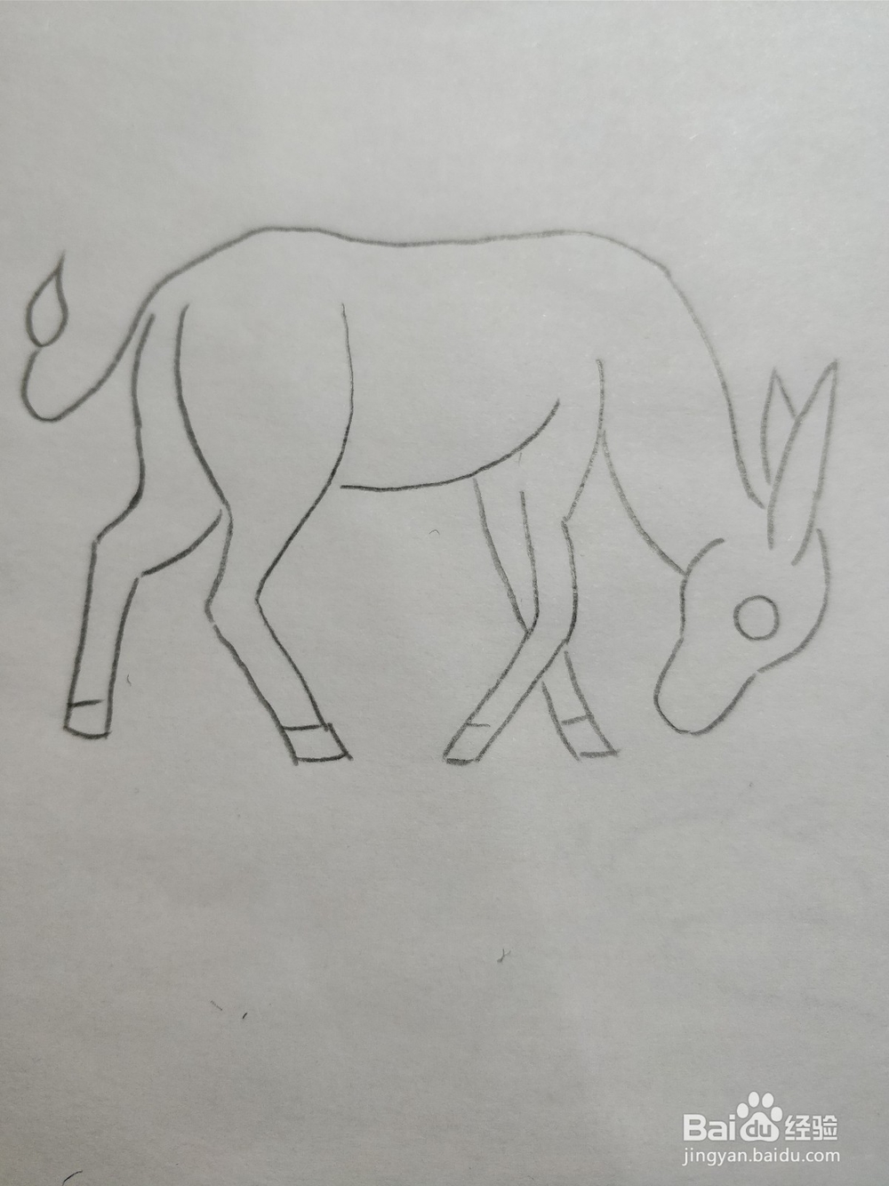 简笔画画小毛驴