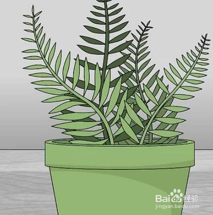 如何养护室内的蕨类盆栽 百度经验