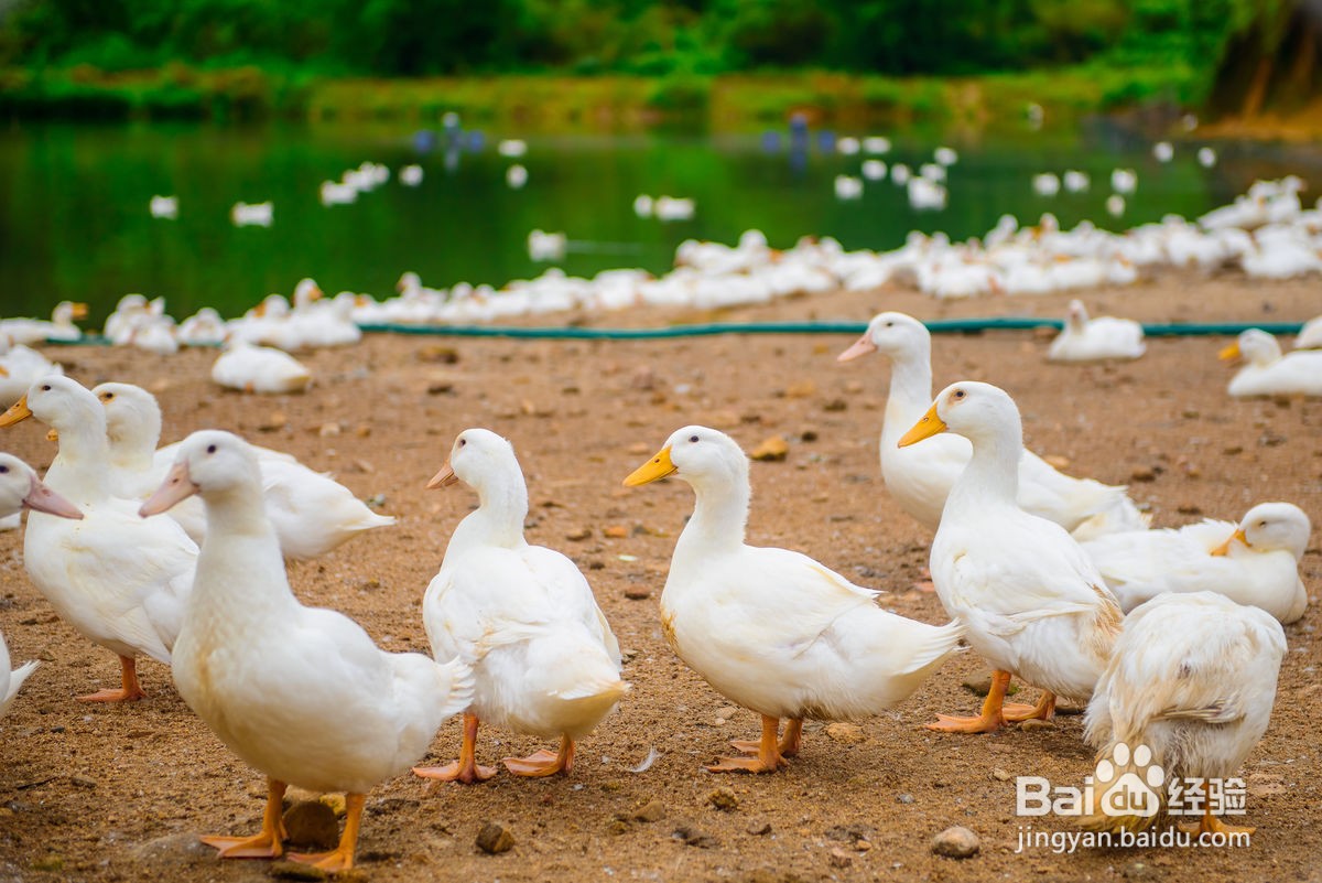 水浮莲怎么清理