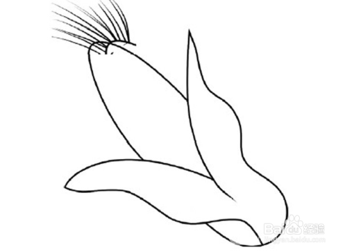 简笔画：辣椒、玉米绘画步骤