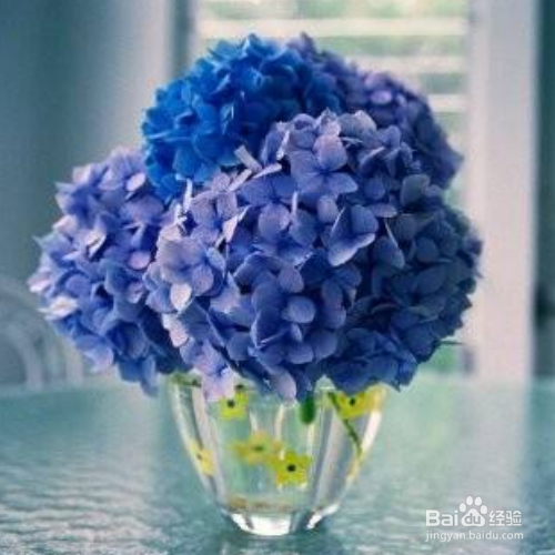 预防和治疗风信子花叶病的方法有哪些?