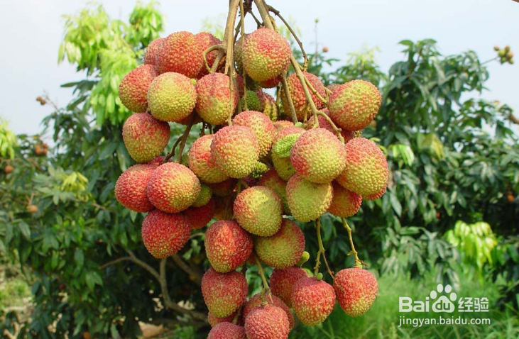 吃荔枝有哪些好处和坏处