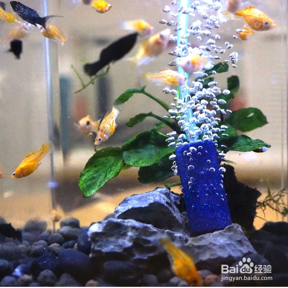 新手养观赏鱼知识