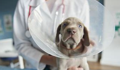 狗狗呕吐怎么办?