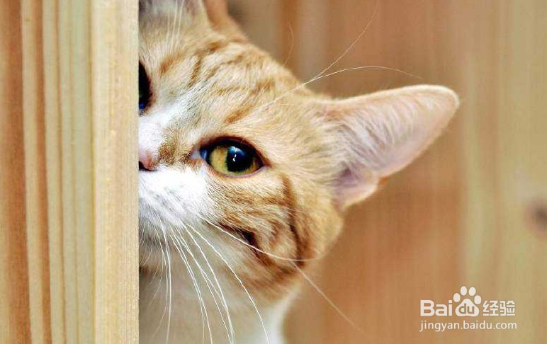 猫咪胃口不好怎么办?