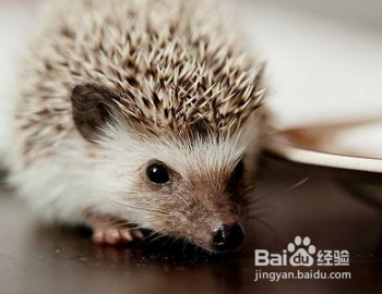 刺猬身上的果子怎么取下来