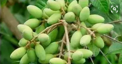 橄榄可以怎么吃