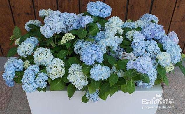 磷酸二氢钾的作用