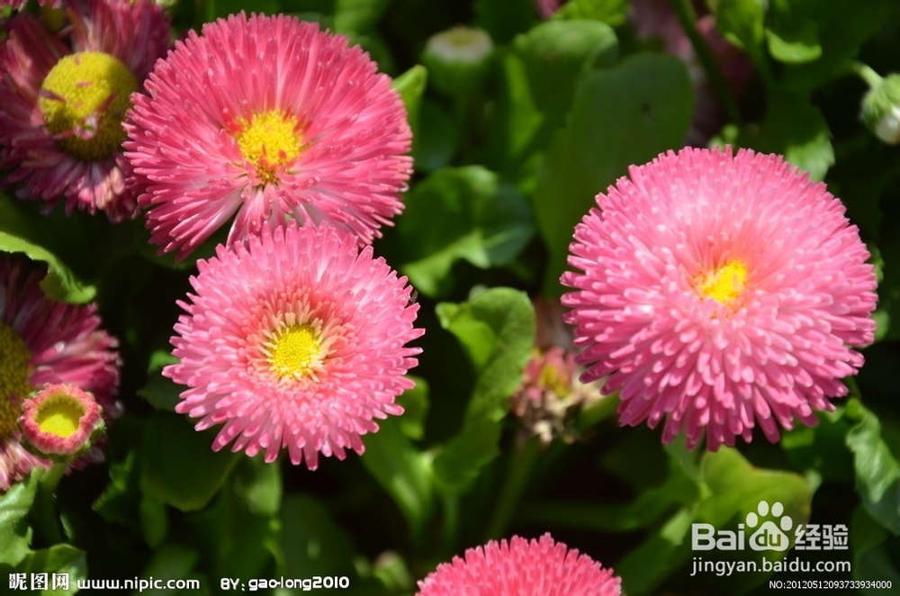 什么植物能净化装修污染