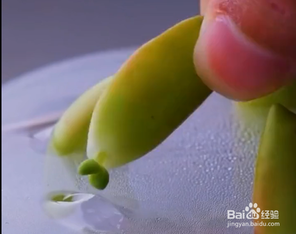 种植植物的小妙招