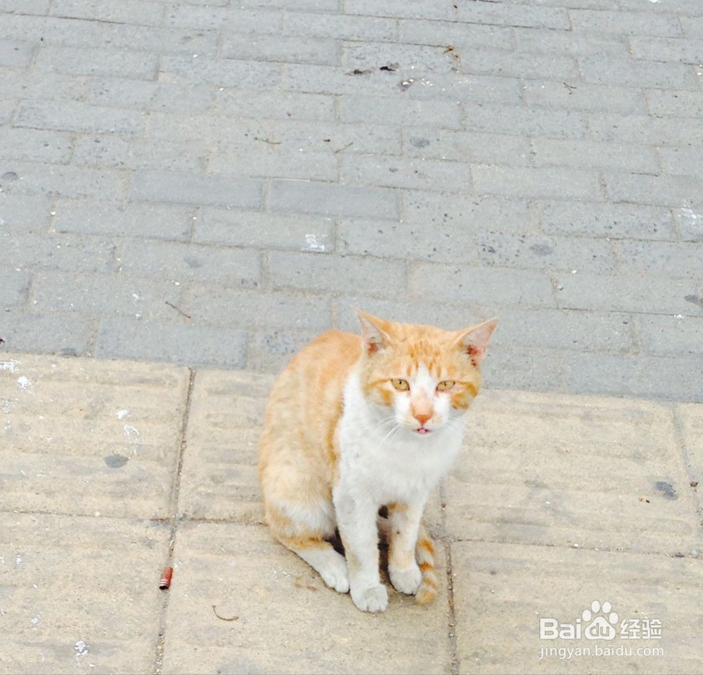 夏季养猫应该注意什么问题
