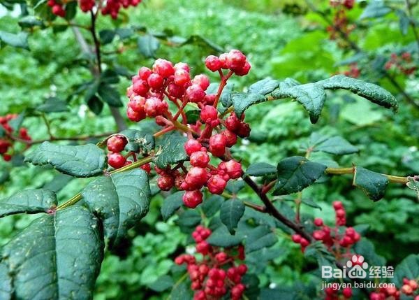 花椒在生活中的妙用