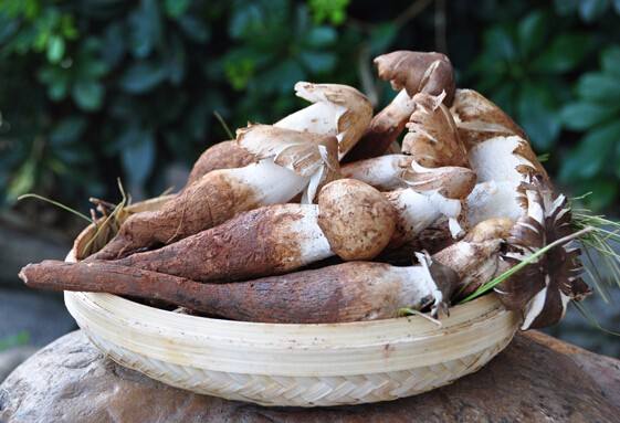 鸡枞菌为什么离不开白蚂蚁