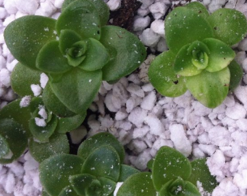 求怎么区别山地玫瑰品种