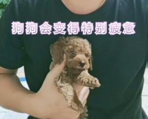 如何分辨狗狗是否怀孕？