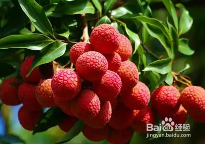 如何更好地保存荔枝