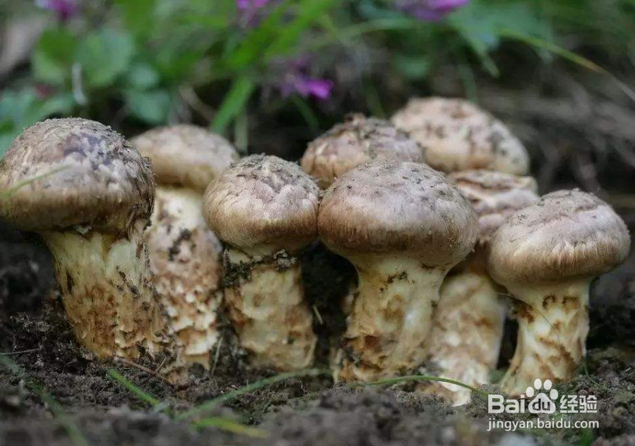 松茸这么贵，那我们应该如何挑选松茸呢？