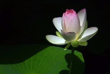 怎样养好盆栽荷花?