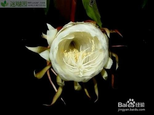 昙花的养殖方法之五大要点 百度经验 昙花的养殖方法之五大要点 百度经验