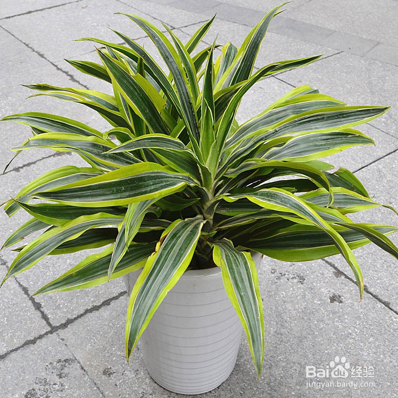 巴西美人的养殖方法和注意事项