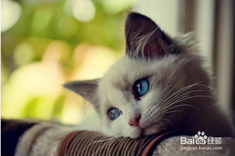 猫猫不吃饭不喝水怎么办