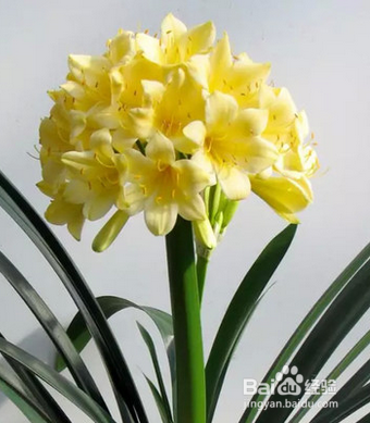 为什么别人家养的花人见人爱,你家的却人见人唉