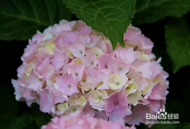 家庭绣球种植养护要点