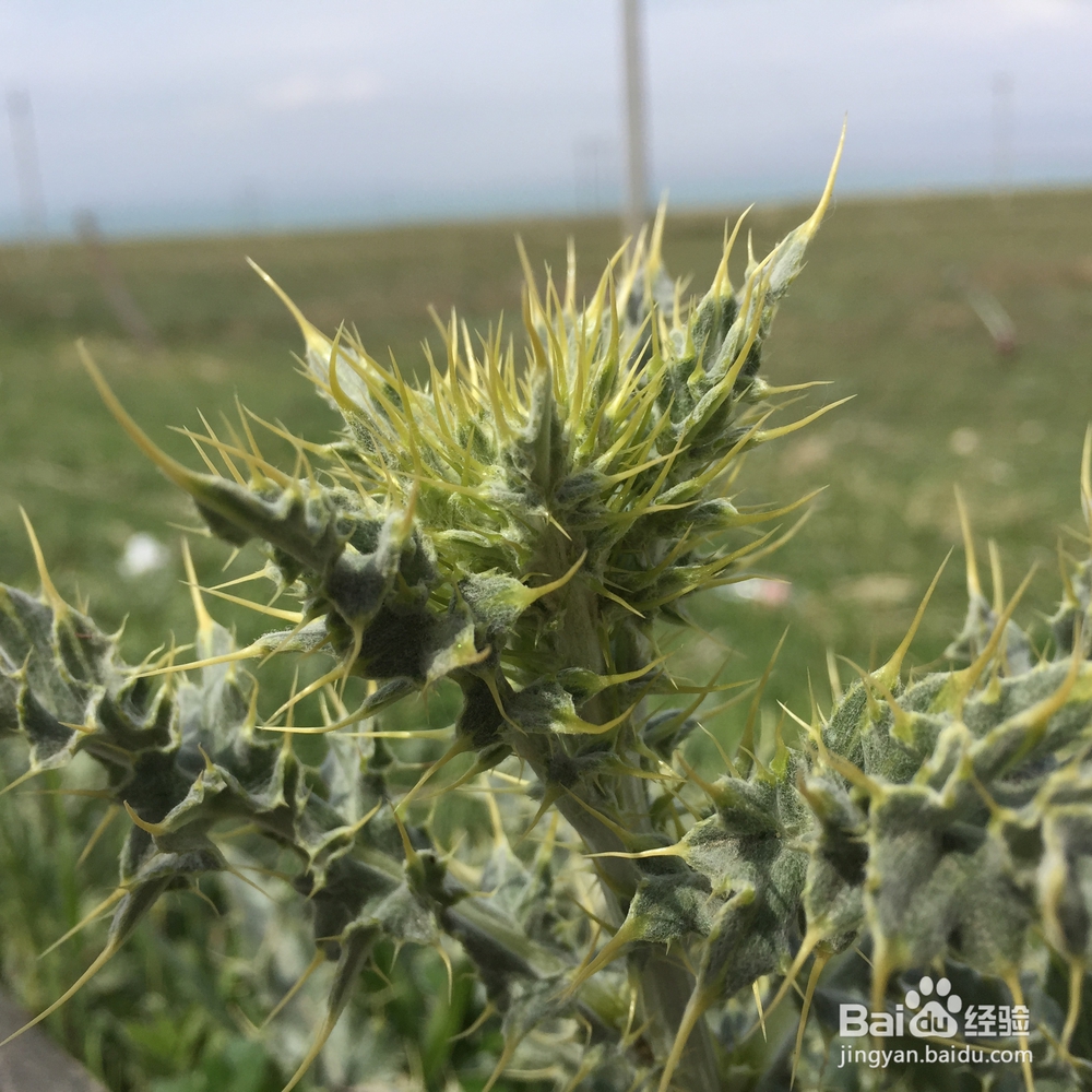 多米可团队携手铁马骑士的青海湖游记（三）