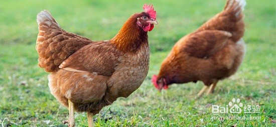 淮山药的功效以及用法