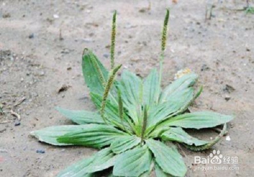 车前草的作用有哪些?