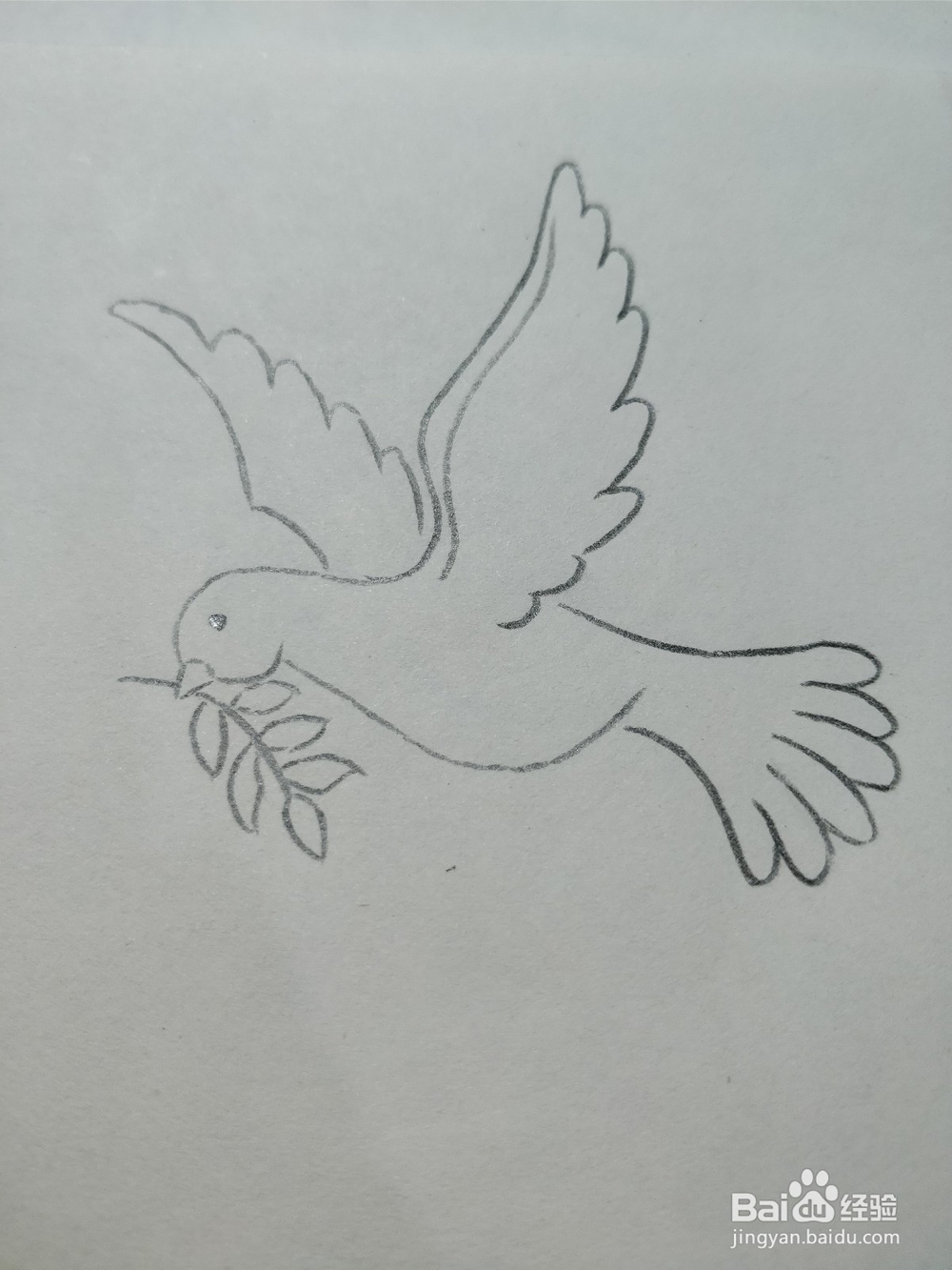 怎么简笔画画和平鸽