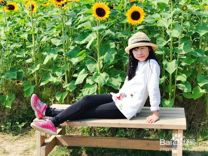向日葵节Chilliwack Sunflower Festival