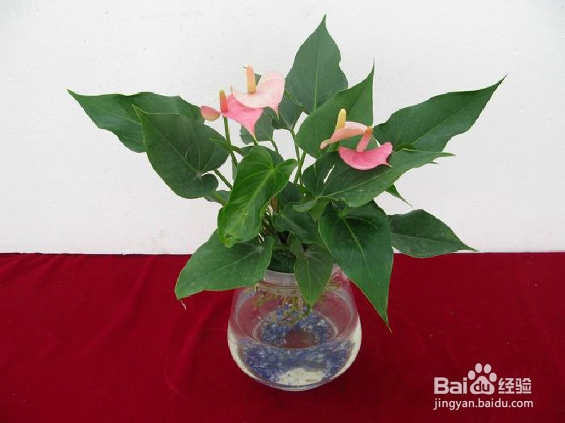 办公场所推荐植物之观花植物