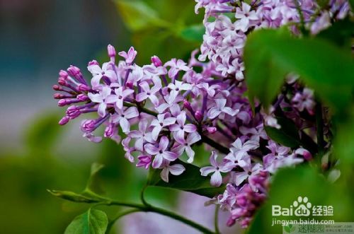 丁香花怎么养怎么种 百度经验