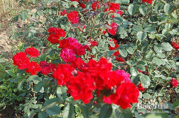 怎样修剪月季花