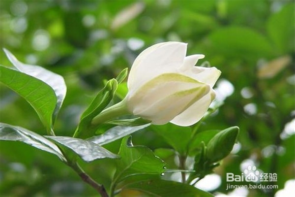 如何养植栀子花