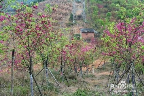 樱花盆景的养护方法和注意事项