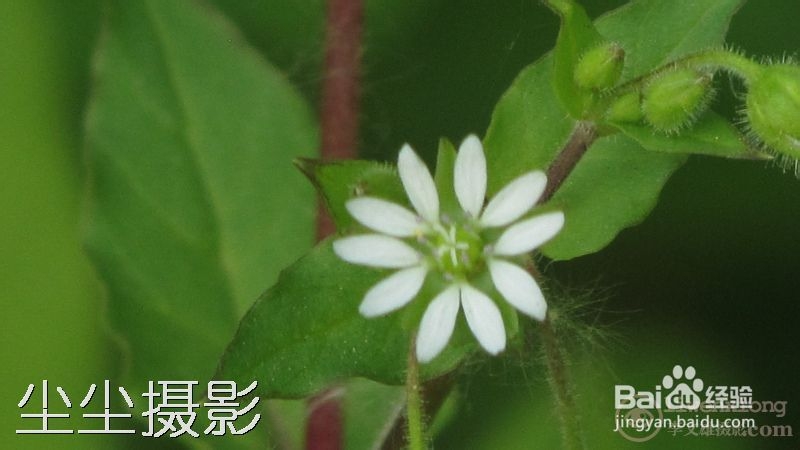 如何批量给图片添加水印
