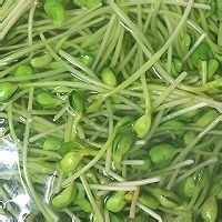 快速炒绿豆芽——脆口菜
