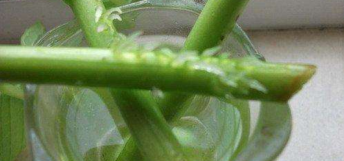 扦插快速生根的简单实用小方法