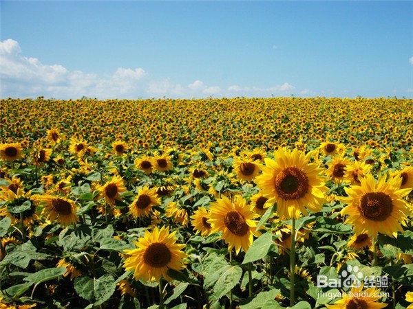 向日葵要如何养护