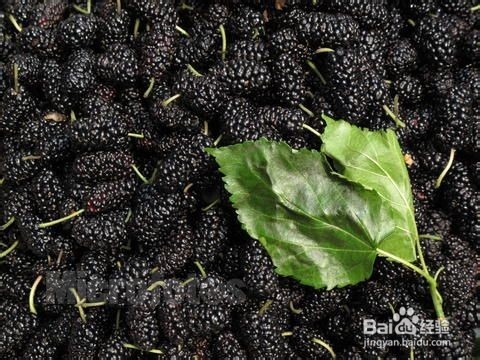 男人壮阳的食物有哪些?